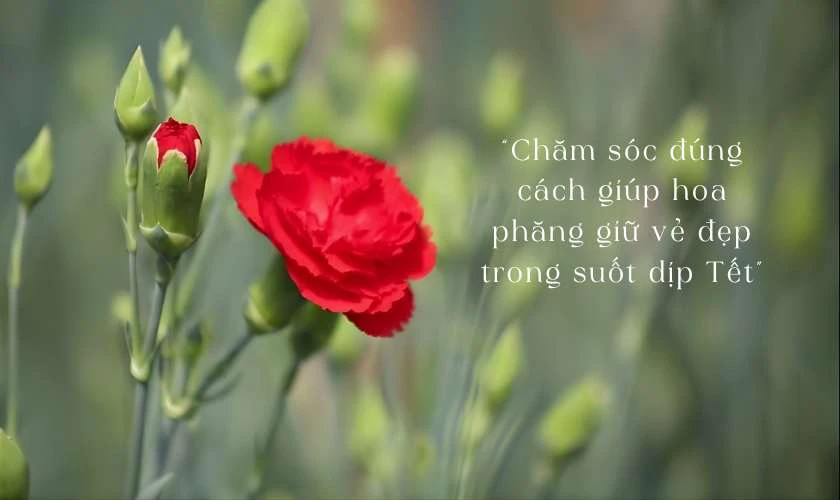 Mẹo giữ hoa phăng chưng Tết lâu tàn