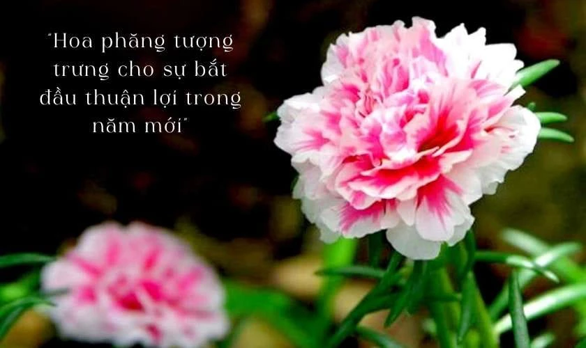 Ý nghĩa hoa phăng ngày Tết