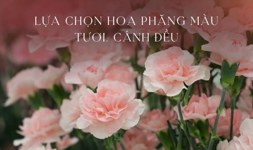 Cách chọn hoa phăng đẹp, tươi