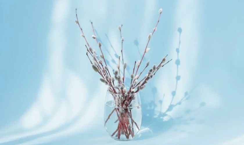 Cách cắm hoa tầm xuân ngày tết đơn giản đẹp