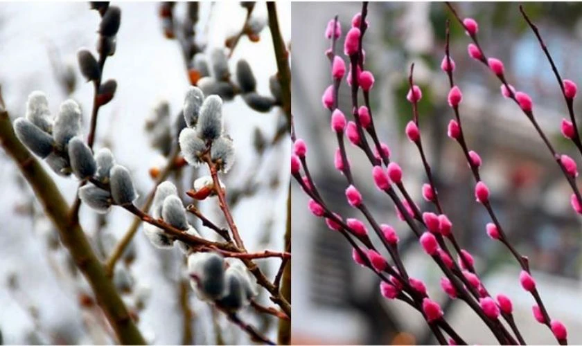 Ý nghĩa hoa hoa tầm xuân ngày Tết