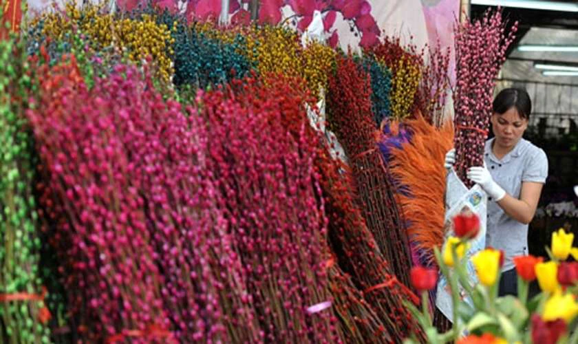 Cách chọn hoa hoa tầm xuân đẹp và tươi lâu