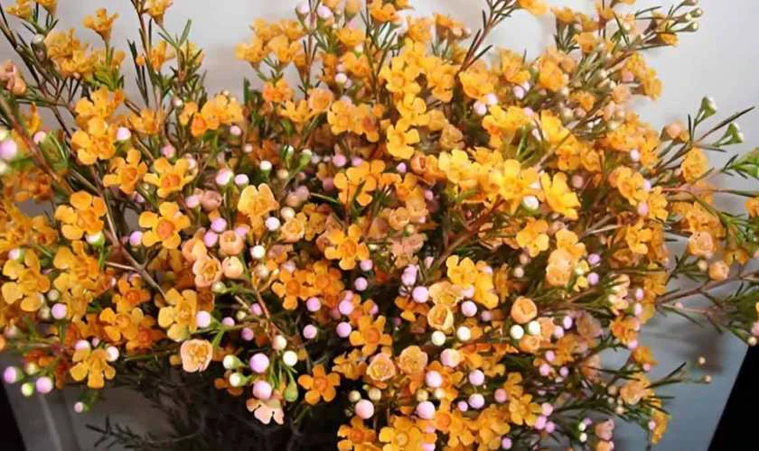Gợi ý cách cắm hoa thanh liễu xinh