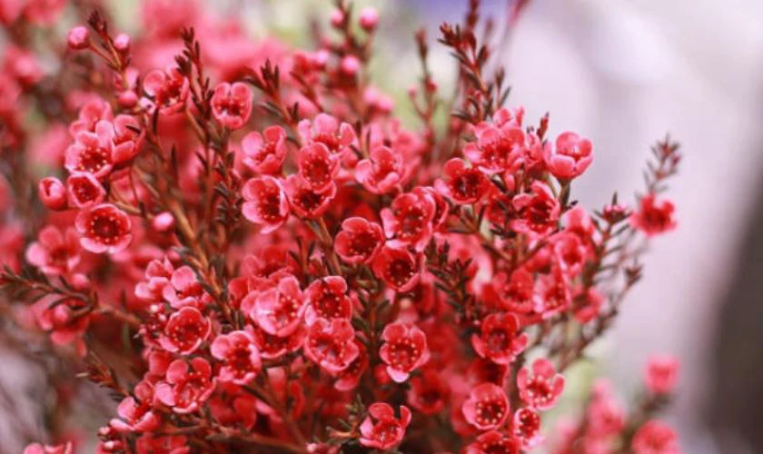 Cách Cắm Hoa Thanh Liễu Ngày Tết 2026 Bính Ngọ Đơn Giản Mà Đẹp