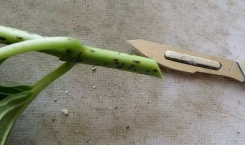 Sơ Chế Cành Hoa Đúng Cách Trước Khi Cắm