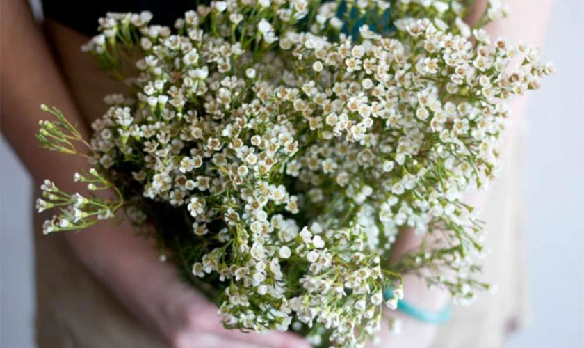 Ý Nghĩa Hoa Thanh Liễu Ngày Tết 2026 Bính Ngọ