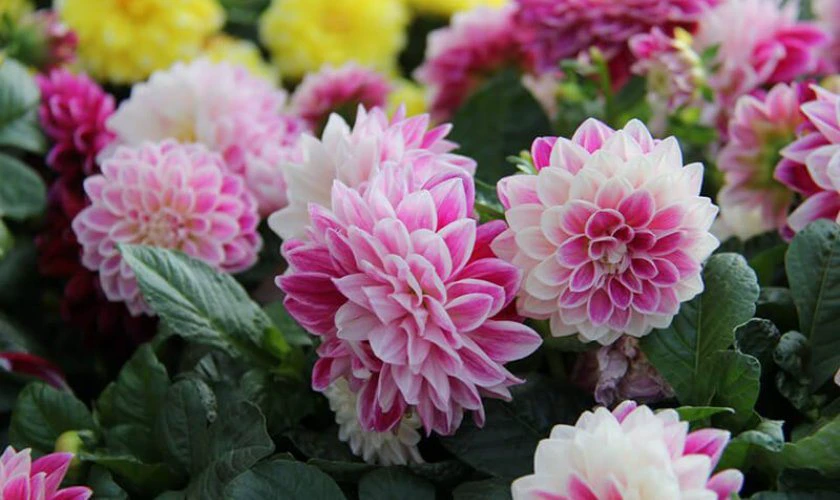 Ý nghĩa hoa thược dược ngày Tết