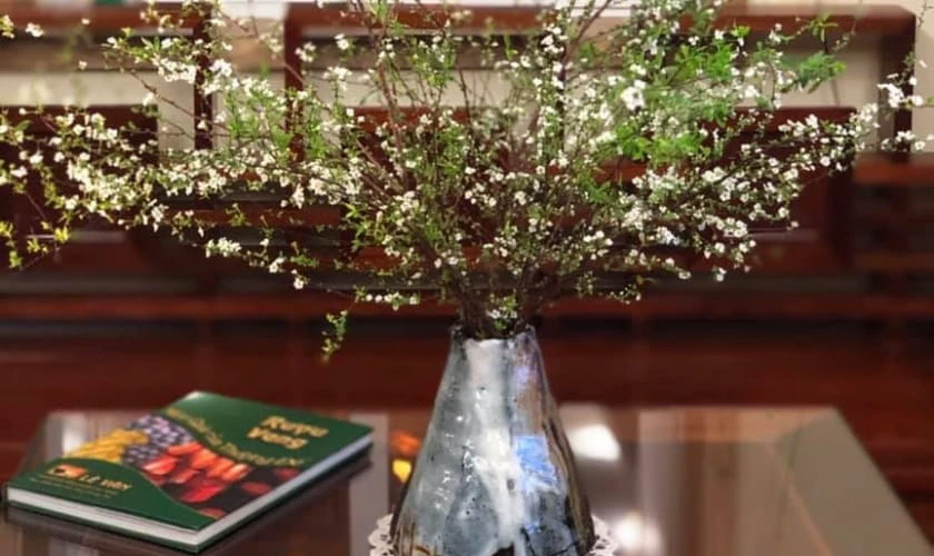 Cách chọn hoa tuyết mai đúng