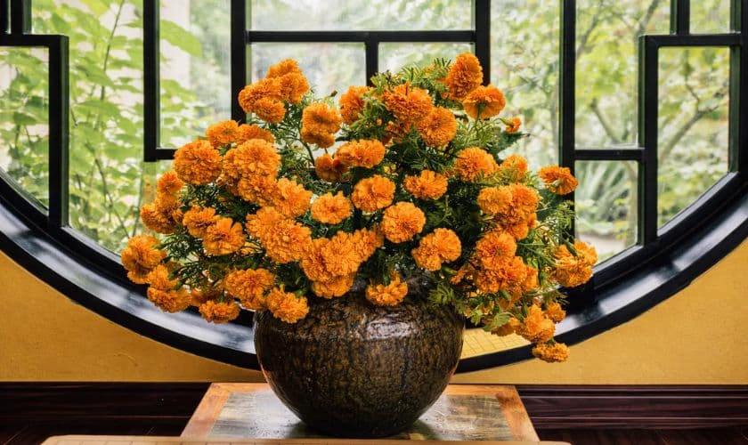 Mẫu cắm hoa vạn thọ mới chi tiết