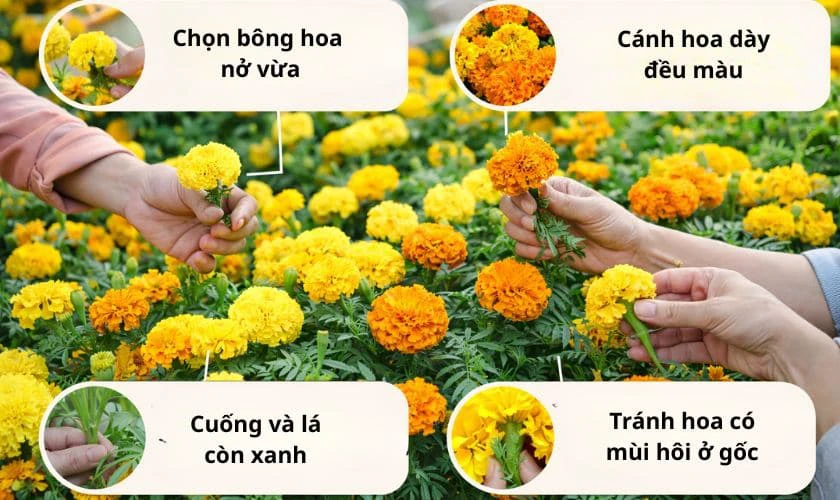 Cách chọn hoa vạn thọ đẹp