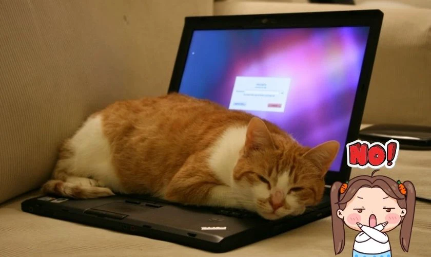 Tránh đặt các đồ vật lên laptop