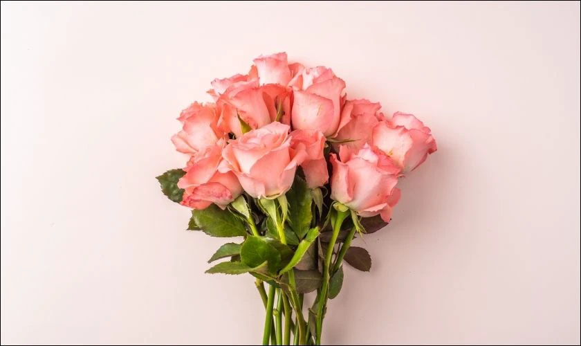 Hoa hồng tượng trưng cho tình yêu và lòng biết ơn đến thầy cô