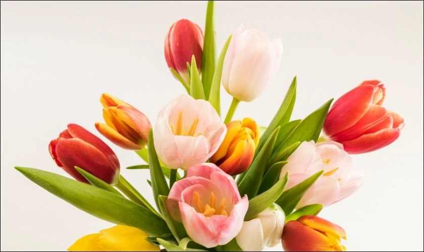 Hoa Tulip thể hiện sự yêu mến, kính trọng