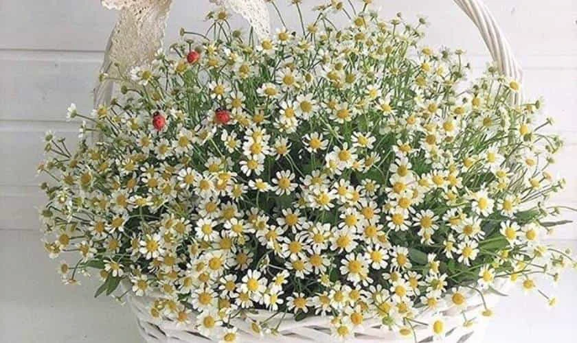 Cắm hoa chủ đề Bụi phấn, độc đáo