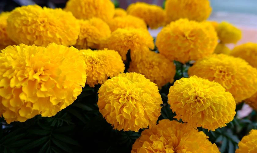 Hoa cúc vạn thọ