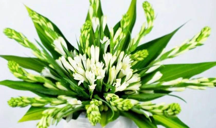 Cách Cắm Hoa Huệ Trắng Bàn Thờ Ngày Tết Tinh Tế