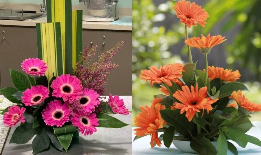 Cắm Hoa Đồng Tiền Thuần Khiết