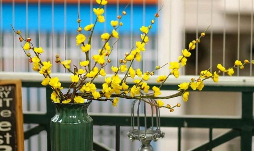 Cắm Hoa Mai Ấm Cúng