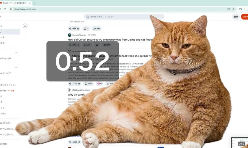 Cat Gatekeeper là gì?