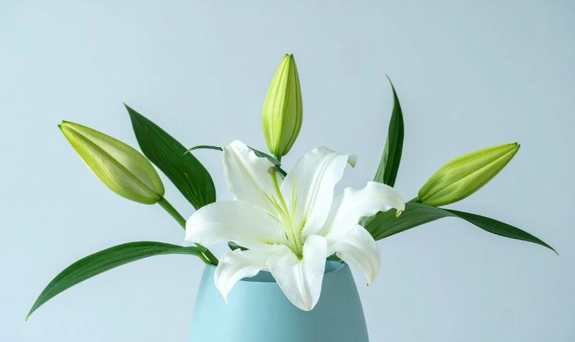 Ý nghĩa việc chưng hoa ly ngày Tết