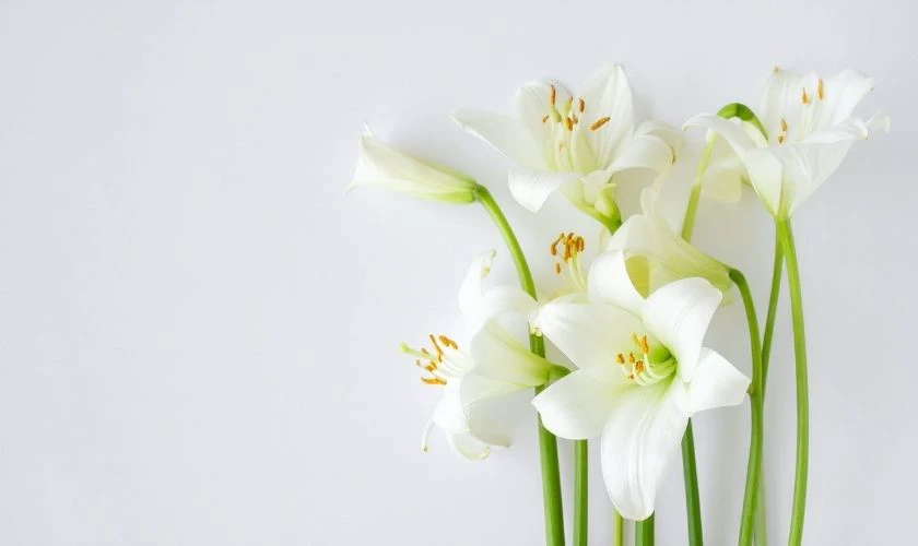 Lưu ý khi chưng hoa ly ngày Tết 2026