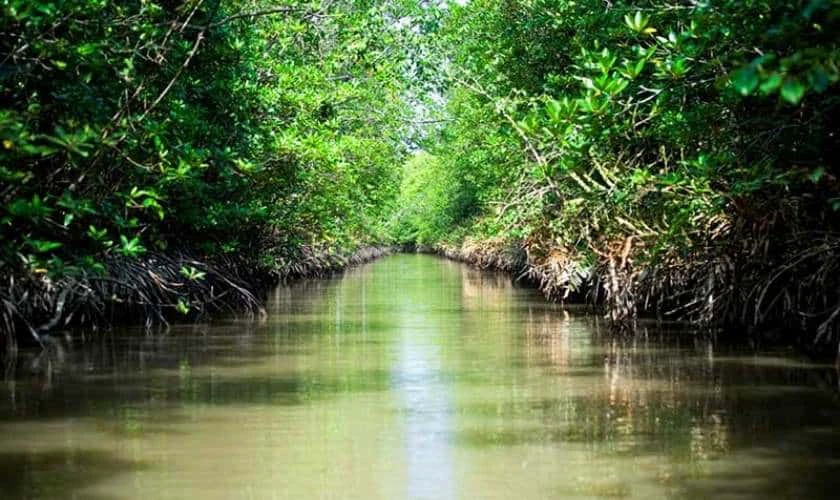 Rừng ngập mặn Cần Giờ là địa điểm du lịch lý tưởng