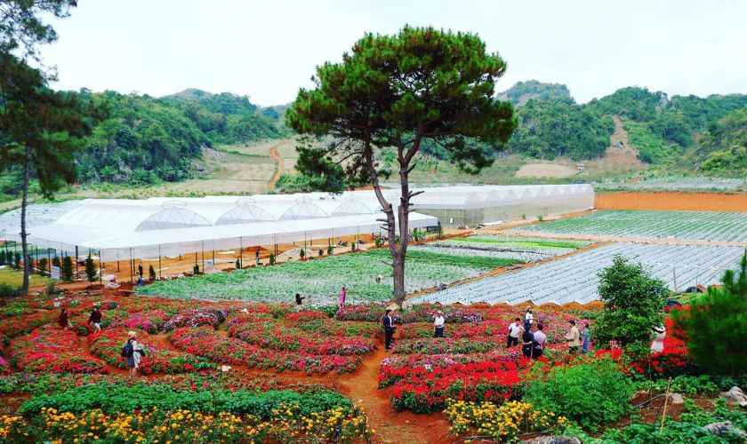 Nông trại Chimi Farm