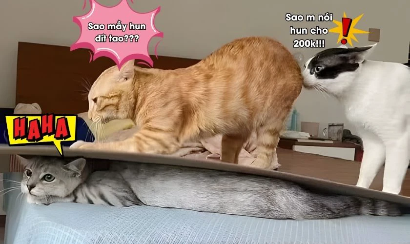 Ảnh 1/4 chơi khăm nhau 2026