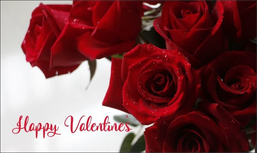 Hoa hồng đỏ - Biểu tượng của ngày Valentine