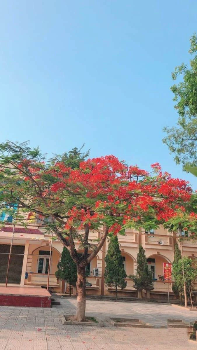 Hình nền 20/11 chủ đề mái trường đẹp