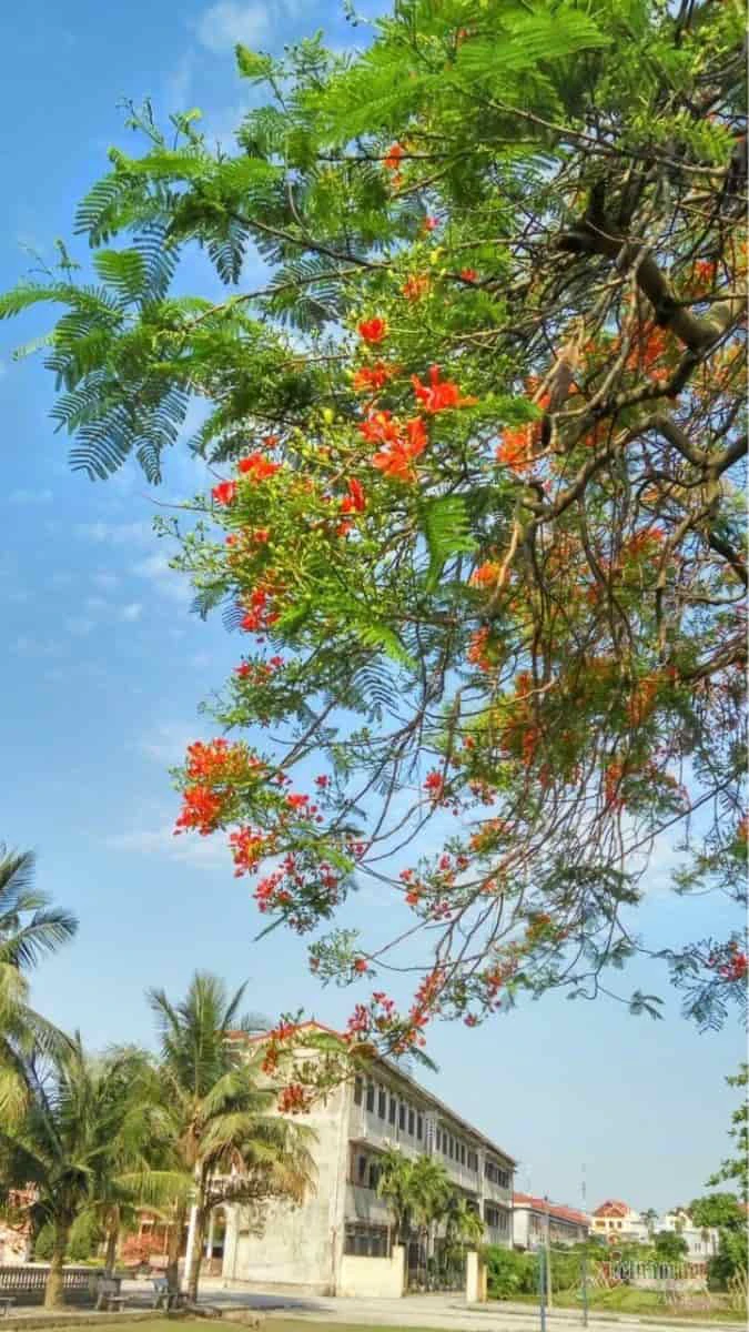 Hình nền 20/11 chủ đề mái trường hoa phượng