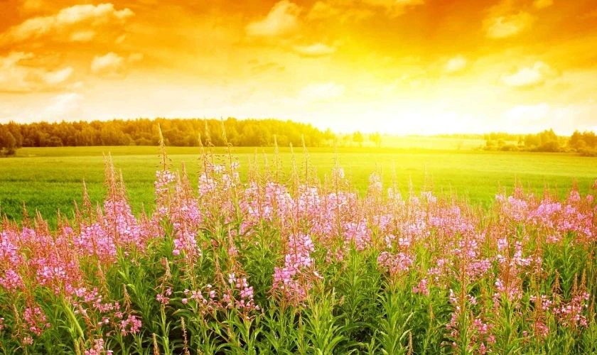 Cánh đồng hoa trước bình minh