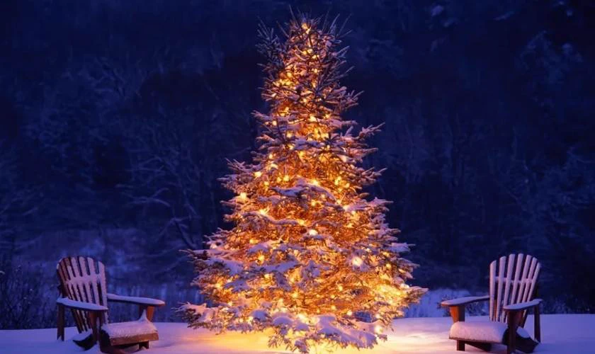 Hình nền cây thông Noel cho máy tính đẹp mắt