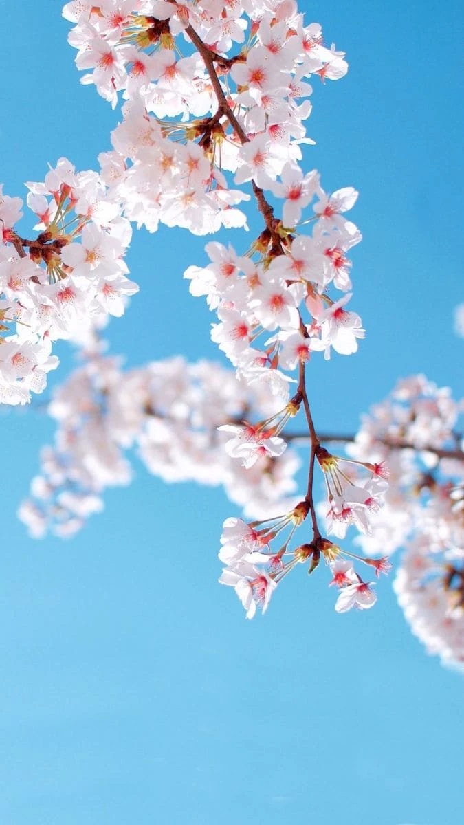 Hình Nền Hoa Đào Ngày Tết 3D Cho Ios, Android Tải Miễn Phí