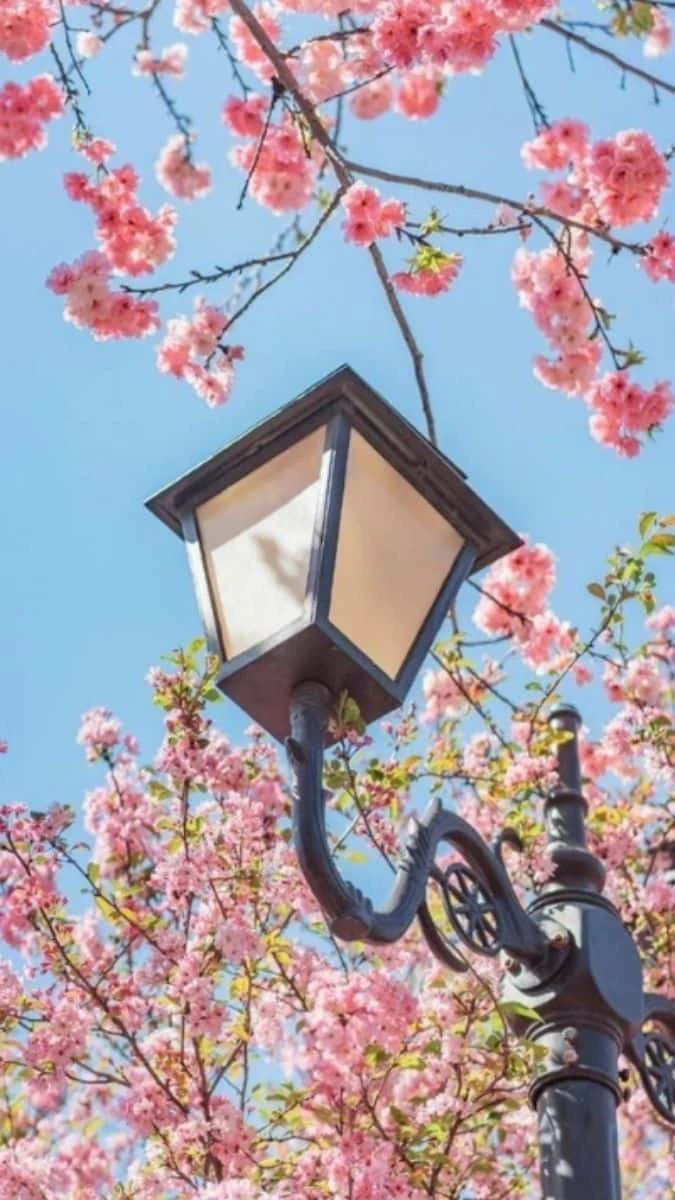 Hình Nền Hoa Đào Ngày Tết Phong Cách Nghệ Thuật