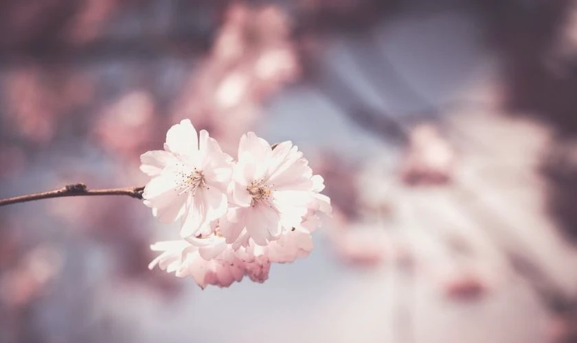 Hình Nền Hoa Đào Ngày Tết 2026 Đâm Chồi Nảy Lộc