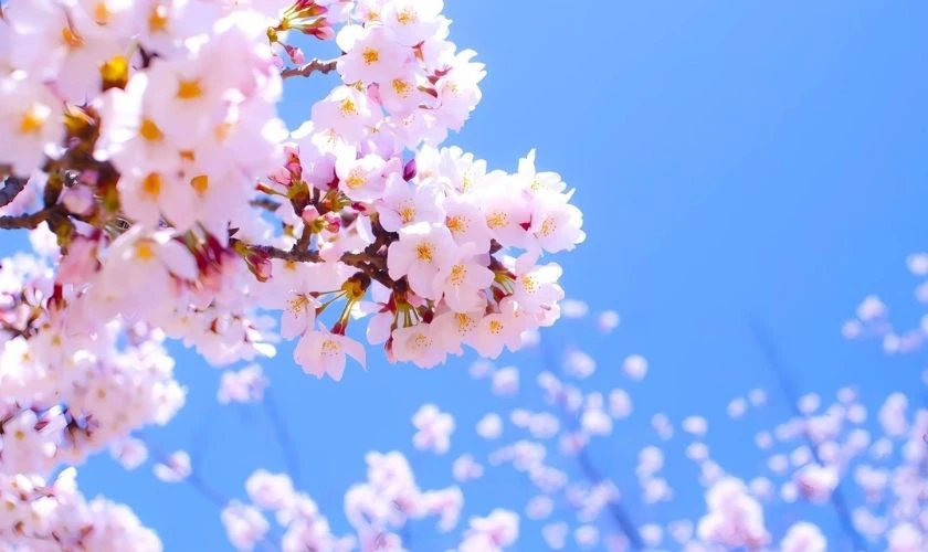 Background Hoa Anh Đào Cực Sắc Nét