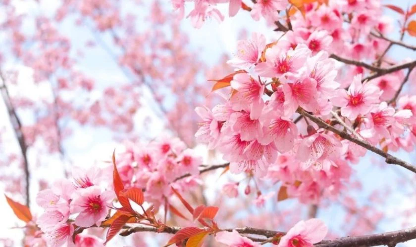 Hình Nền Hoa Đào Ngày Tết 2026 Cho Máy Tính Bảng Ấn Tượng