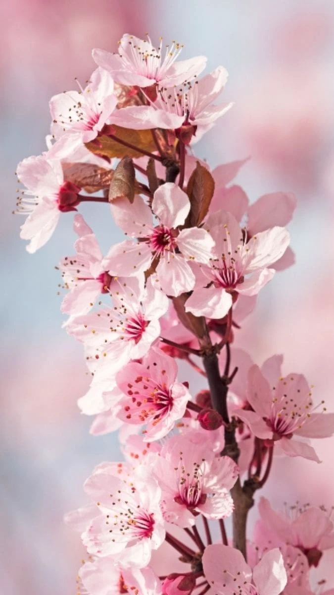 Hình Nền Hoa Đào Ngày Tết 3D Cho Ios, Android Đẹp