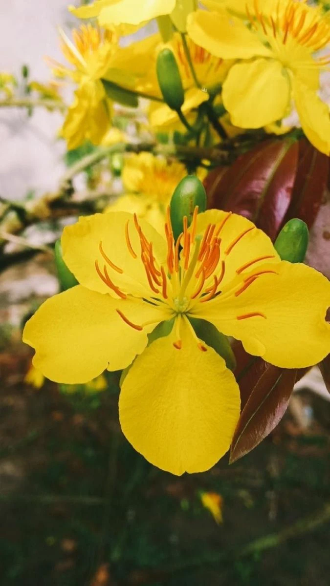 Ảnh Nền Hoa Mai Tết 3D, Sắc Nét