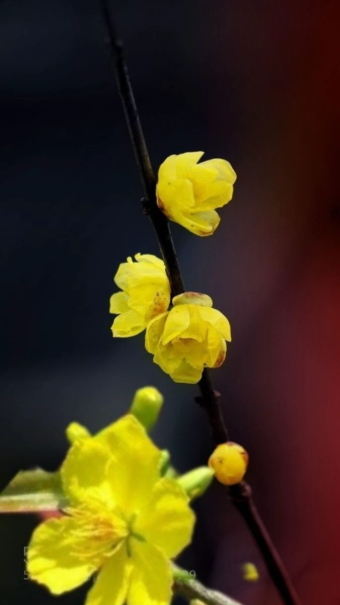 Hình Nền Hoa Mai Tết Theo Phong Cách Dễ Thương