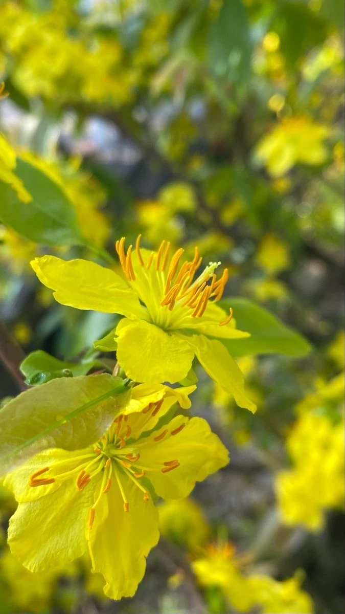 Ảnh Nền Hoa Mai Tết Theo Phong Cách Đáng Yêu