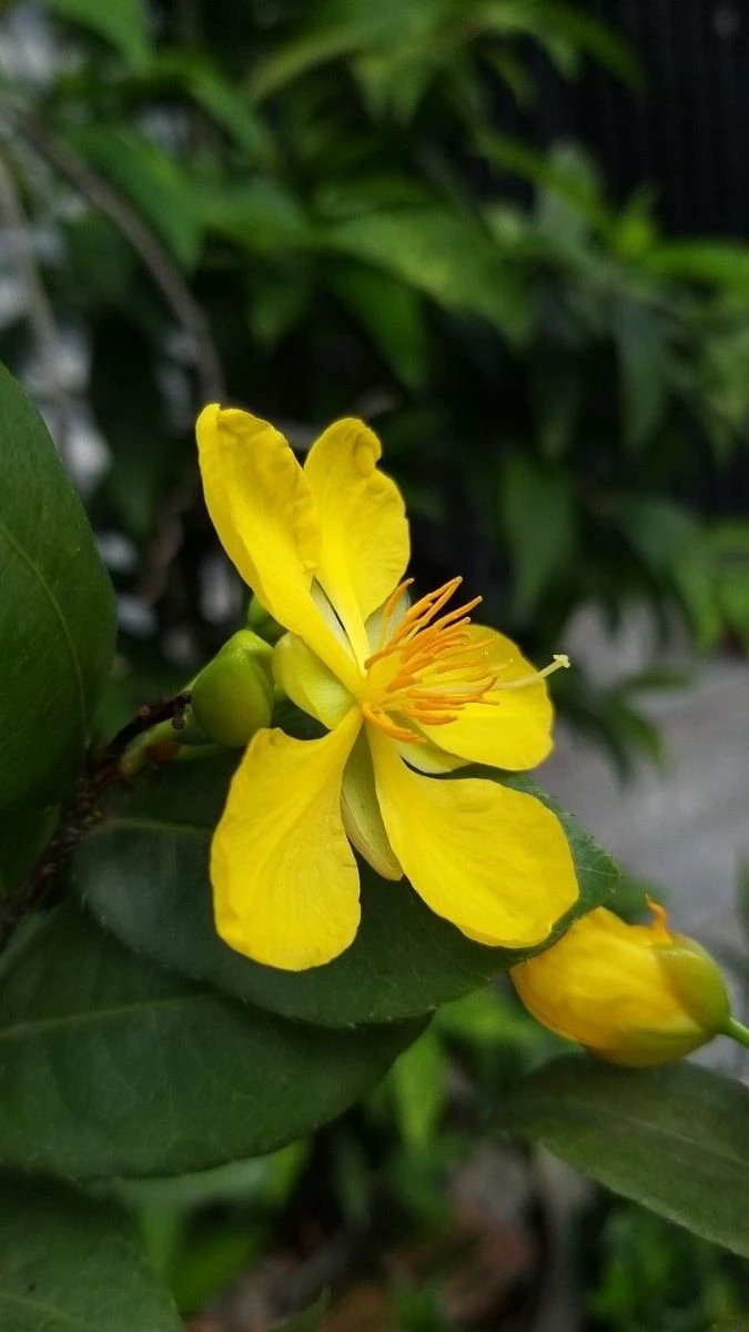 Ảnh Nền Hoa Mai Tết Theo Phong Cách Dễ Thương, Đáng Yêu