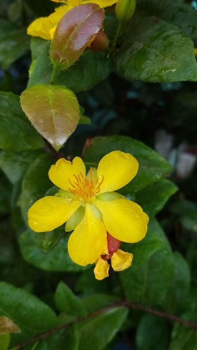 Ảnh Nền Hoa Mai Theo Phong Cách Dễ Thương