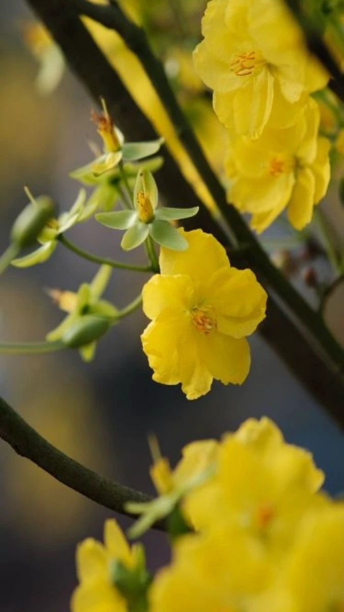 Ảnh Nền Hoa Mai Tết Theo Phong Cách Nghệ Thuật