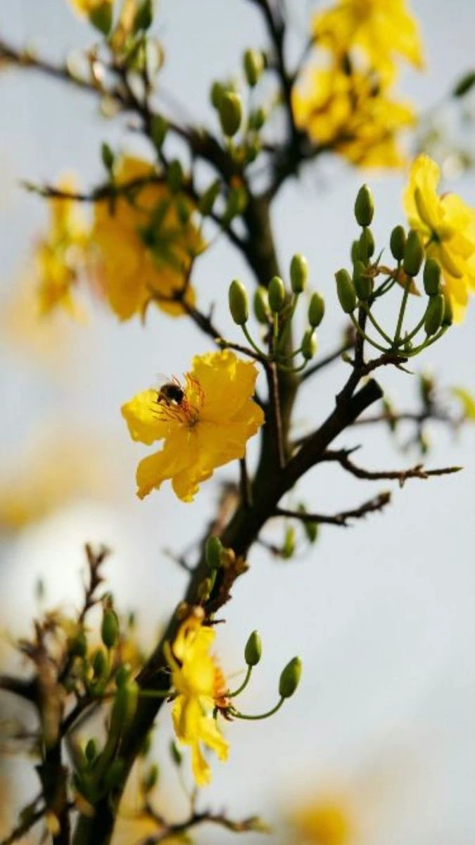 Ảnh Hoa Mai Theo Phong Cách Nghệ Thuật