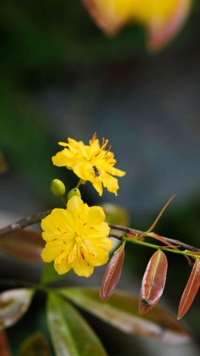 Hình Nền Hoa Mai Tết Theo Phong Cách Nghệ Thuật