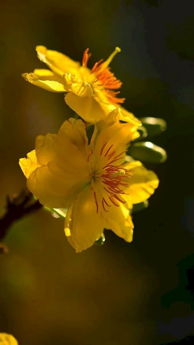 Hình Nền Hoa Mai Theo Phong Cách Nghệ Thuật