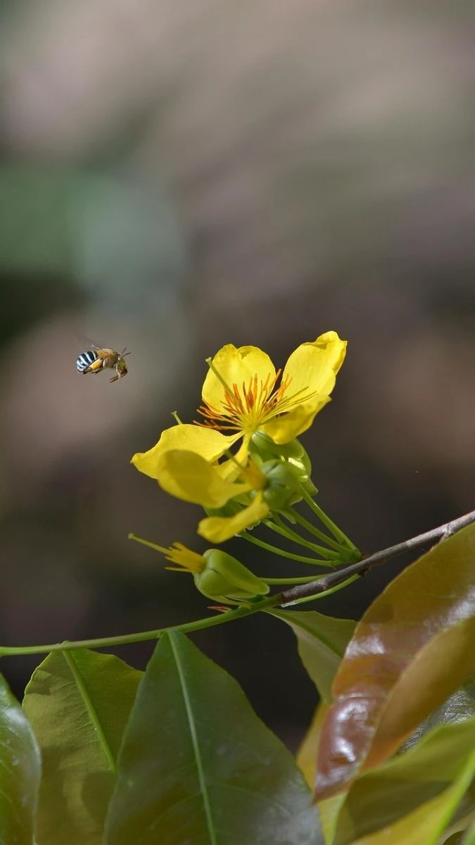 Hình Nền Hoa Mai Tết 3D, Sắc Nét