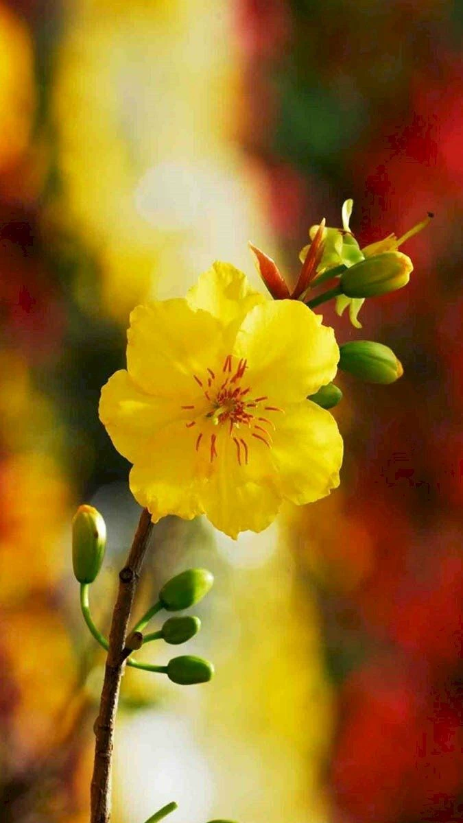 Ảnh Hoa Mai Phong Cách Nghệ Thuật